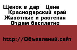 Щенок в дар › Цена ­ 1 - Краснодарский край Животные и растения » Отдам бесплатно   